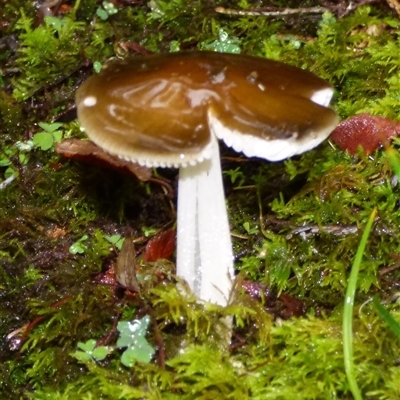 Unverified Cap on a stem; gills below cap [mushrooms or mushroom-like] at Fern Tree, TAS - 22 Apr 2025 by VanessaC