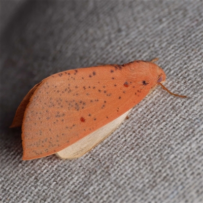 Plesanemma fucata (Lemon Gum Moth) by DPRees125