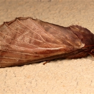 Oxycanus dirempta at Ainslie, ACT - Yesterday by jb2602