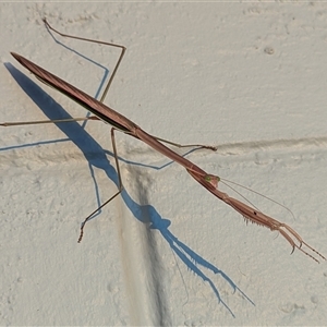 Unverified Praying mantis (Mantodea) at Katherine South, NT - 11 Apr 2025 by HelenCross