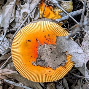 Amanita sp. at Nitmiluk, NT - 9 Apr 2025 01:58 PM