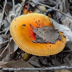 Amanita sp. at Nitmiluk, NT - 9 Apr 2025 01:58 PM