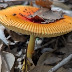 Amanita sp. at Nitmiluk, NT - 9 Apr 2025 01:58 PM