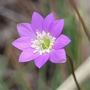 Unverified Other Wildflower or Herb at Lansdowne, NT - 9 Apr 2025 by HelenCross