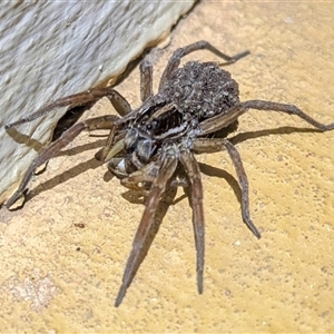 Unverified Wolf spider (Lycosidae) at Katherine South, NT - 3 Apr 2025 by HelenCross