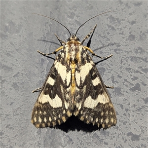 Unverified Moth (Lepidoptera) at Katherine South, NT - 3 Apr 2025 by HelenCross