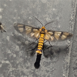 Amata nr aperta at Katherine South, NT - 3 Apr 2025 10:16 PM