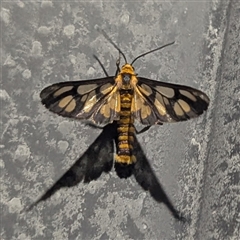 Amata nr aperta at Katherine South, NT - 3 Apr 2025 10:16 PM