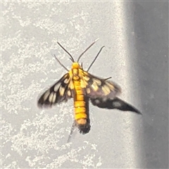 Amata nr aperta at Katherine South, NT - 3 Apr 2025 10:16 PM