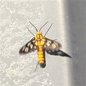 Amata nr aperta at Katherine South, NT - 3 Apr 2025 10:16 PM