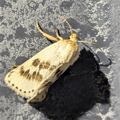 Austrazenia pura at Katherine South, NT - 3 Apr 2025 10:15 PM