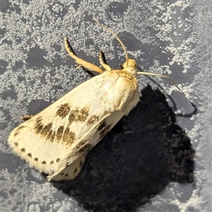 Austrazenia pura at Katherine South, NT - 3 Apr 2025 10:15 PM