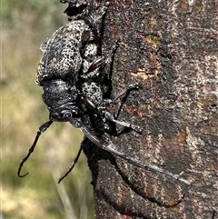 Lamiinae (family) (Flat-faced Longhorn Beetle) at Palerang, NSW - 19 Mar 2025 by Pirom