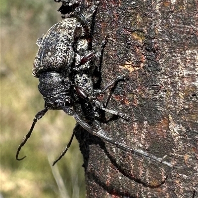 Lamiinae (family) (Flat-faced Longhorn Beetle) at Palerang, NSW - 19 Mar 2025 by Pirom