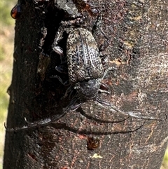 Lamiinae (family) at Palerang, NSW - 19 Mar 2025 02:59 PM