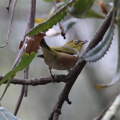 Zosterops lateralis (Silvereye) at Moruya, NSW - 6 Apr 2025 by LisaH
