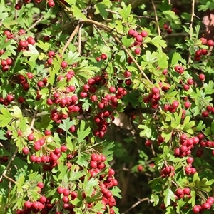 Crataegus monogyna at West Albury, NSW - 20 Apr 2025 10:10 AM