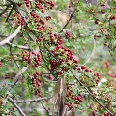 Crataegus monogyna at West Albury, NSW - 20 Apr 2025 10:10 AM