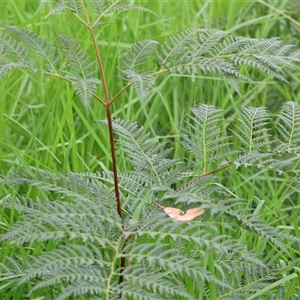 Pteridium esculentum at West Albury, NSW - 20 Apr 2025 10:20 AM
