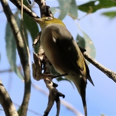 Zosterops lateralis (Silvereye) at West Albury, NSW - 20 Apr 2025 by KylieWaldon