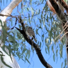 Pachycephala pectoralis at West Albury, NSW - 20 Apr 2025 10:26 AM