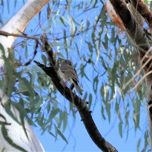 Pachycephala pectoralis at West Albury, NSW - 20 Apr 2025 10:26 AM