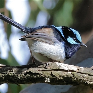 Malurus cyaneus at West Albury, NSW - 20 Apr 2025 10:41 AM