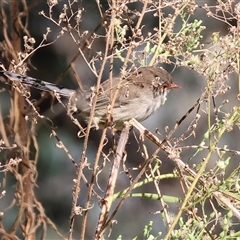 Malurus cyaneus at West Albury, NSW - 20 Apr 2025 10:41 AM