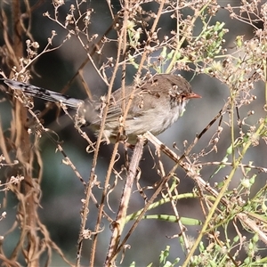 Malurus cyaneus at West Albury, NSW - 20 Apr 2025 10:41 AM