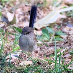 Malurus cyaneus at West Albury, NSW - 20 Apr 2025 10:41 AM