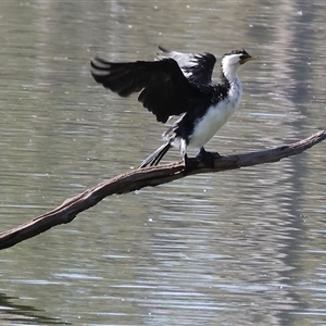 Microcarbo melanoleucos at West Albury, NSW - 20 Apr 2025 10:46 AM