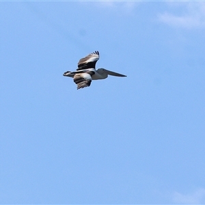 Pelecanus conspicillatus at West Albury, NSW - 20 Apr 2025 10:48 AM