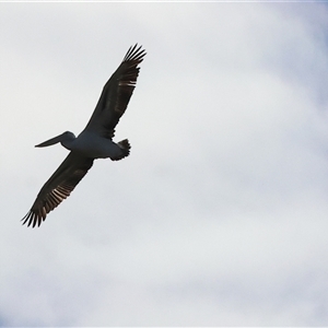 Pelecanus conspicillatus at West Albury, NSW - 20 Apr 2025 10:48 AM