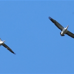 Pelecanus conspicillatus at West Albury, NSW - 20 Apr 2025 10:48 AM