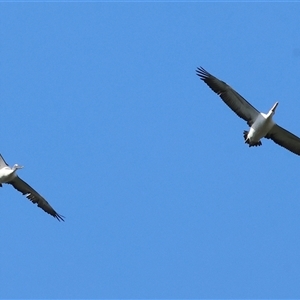 Pelecanus conspicillatus at West Albury, NSW - 20 Apr 2025 10:48 AM