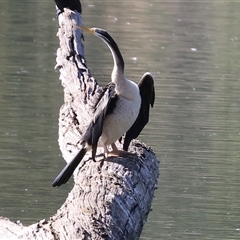 Anhinga novaehollandiae (Australasian Darter) at West Albury, NSW - 20 Apr 2025 by KylieWaldon