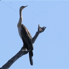 Anhinga novaehollandiae at West Albury, NSW - 20 Apr 2025 09:36 AM