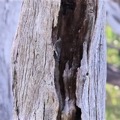 Cormobates leucophaea at West Albury, NSW - 20 Apr 2025 10:53 AM