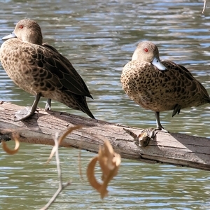 Anas gracilis at West Albury, NSW - 20 Apr 2025 10:54 AM