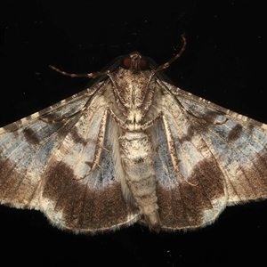 Gastrinodes argoplaca (Cryptic Bark Moth) at Ainslie, ACT - 21 Apr 2025 by jb2602