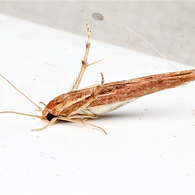 Stathmopoda cephalaea (A Lizard moth (Stathmopodidae) at Rosedale, NSW - Yesterday by jb2602