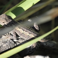 Amphibolurus muricatus (Jacky Lizard) at Malua Bay, NSW - 18 Apr 2025 by mroseby