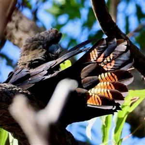 Calyptorhynchus lathami lathami at Moruya, NSW - suppressed