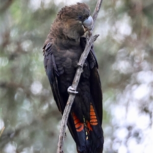 Calyptorhynchus lathami lathami at Moruya, NSW - suppressed