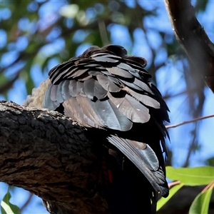 Calyptorhynchus lathami lathami at Moruya, NSW - suppressed