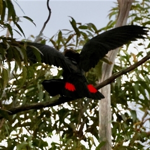 Calyptorhynchus lathami lathami at Moruya, NSW - suppressed