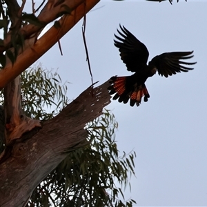 Calyptorhynchus lathami lathami at Moruya, NSW - suppressed