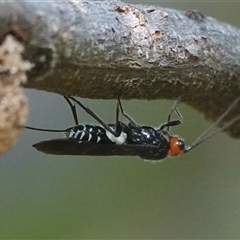 Callibracon capitator (White Flank Black Braconid Wasp) at Hall, ACT - 19 Apr 2025 by Anna123
