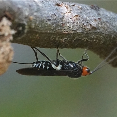 Callibracon capitator (White Flank Black Braconid Wasp) at Hall, ACT - 19 Apr 2025 by Anna123