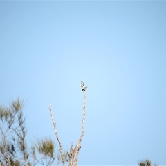 Microeca fascinans at Surfside, NSW - 18 Apr 2025 09:35 AM